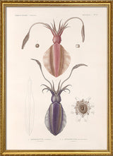 Mollusques - Pl. 4