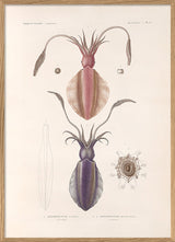 Mollusques - Pl. 4