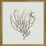 Single Algae green leaf