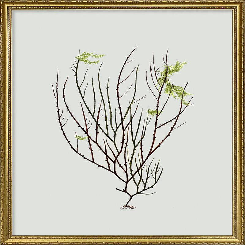 Single Algae green leaf