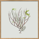 Single Algae green leaf