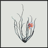 Single Algae black with pink flower