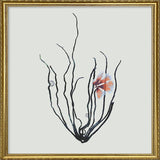 Single Algae black with pink flower