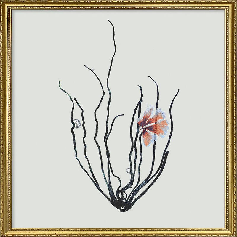 Single Algae black with pink flower