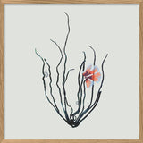 Single Algae black with pink flower