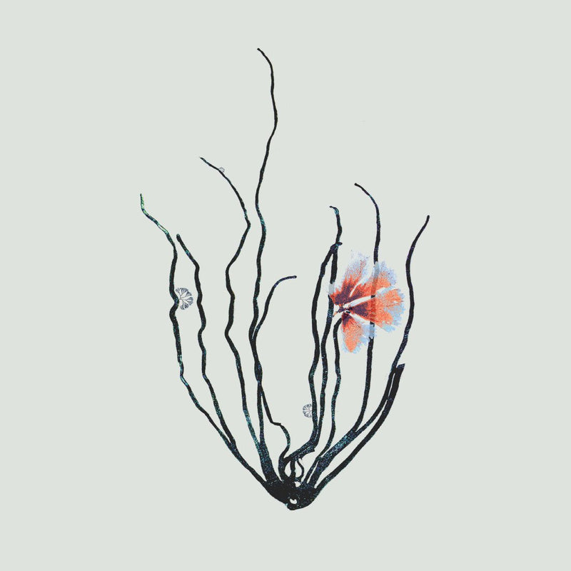 Single Algae black with pink flower