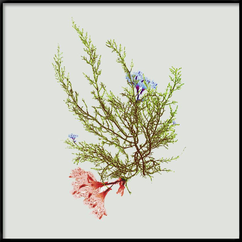 Single Algae green with flower