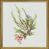 Single Algae green with flower