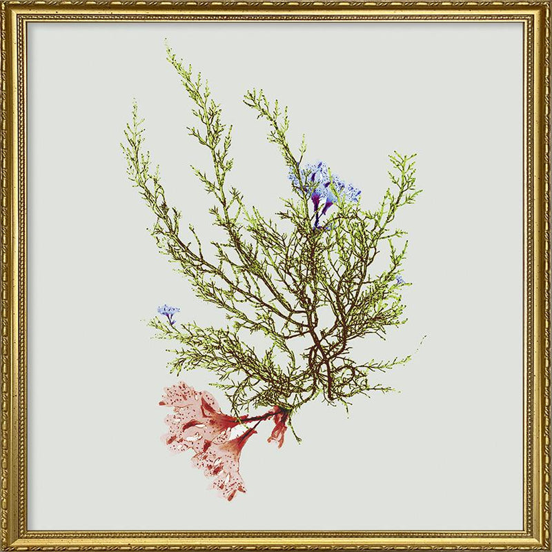 Single Algae green with flower