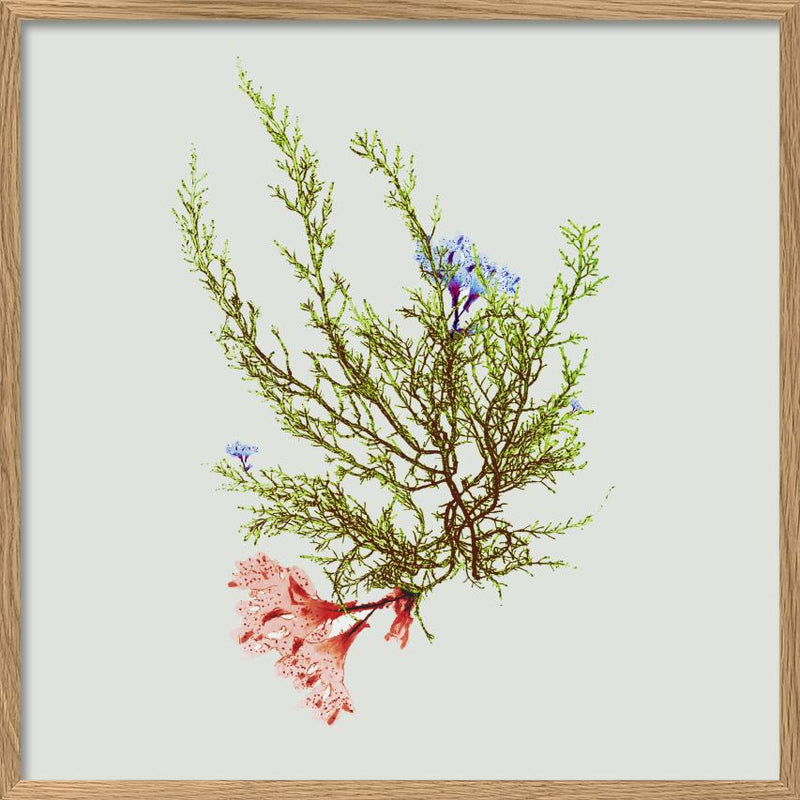 Single Algae green with flower