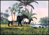 Malay Tapir