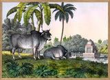 Zebu