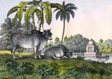 Zebu