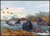 Hippopotamus