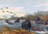 Hippopotamus