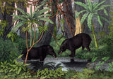 American Tapir