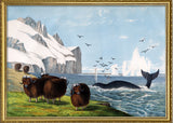 Musk Ox