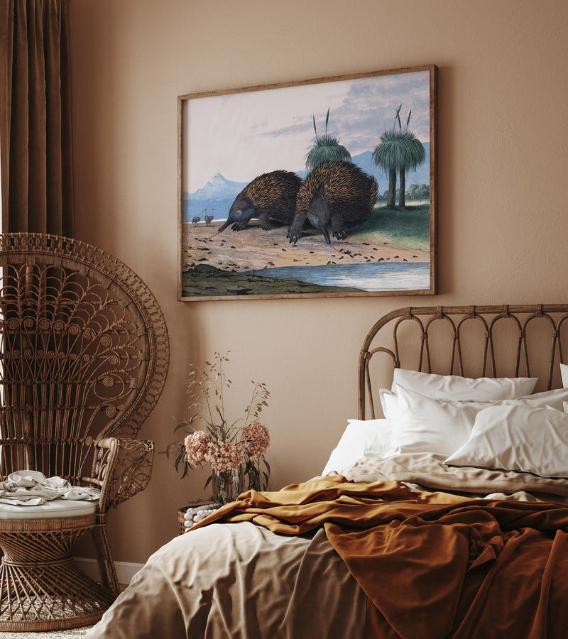 Echidna or Porcupine Ant-Eater