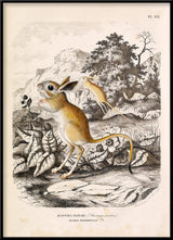 Jerboa - Alactaga