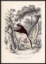 Pel’s Flying Squirrel - Anomalure de Pele