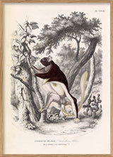 Pel’s Flying Squirrel - Anomalure de Pele