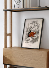 Red Lemur - Maki Rouge