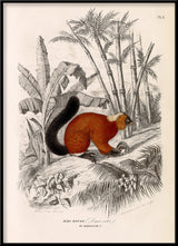 Red Lemur - Maki Rouge