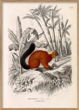 Red Lemur - Maki Rouge