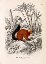 Red Lemur - Maki Rouge