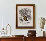 Groundhog - Marmotte de Québec