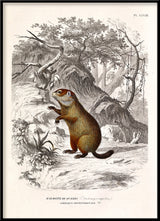 Groundhog - Marmotte de Québec