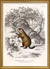 Groundhog - Marmotte de Québec