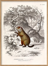 Groundhog - Marmotte de Québec