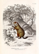 Groundhog - Marmotte de Québec