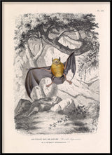 Bulldog Bat - Noctilion Bec-de-lièvre