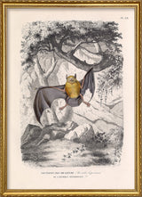 Bulldog Bat - Noctilion Bec-de-lièvre