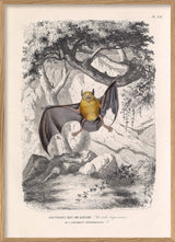 Bulldog Bat - Noctilion Bec-de-lièvre