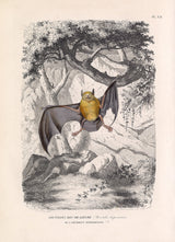 Bulldog Bat - Noctilion Bec-de-lièvre