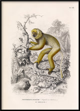 Diademed Sifaka - Propithèque Diadème