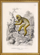 Diademed Sifaka - Propithèque Diadème