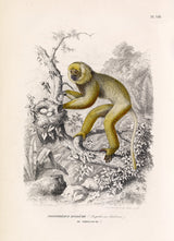 Diademed Sifaka - Propithèque Diadème