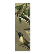 Hummingbirds Slim