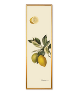 Citrus Slim