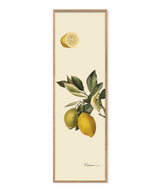 Citrus Slim