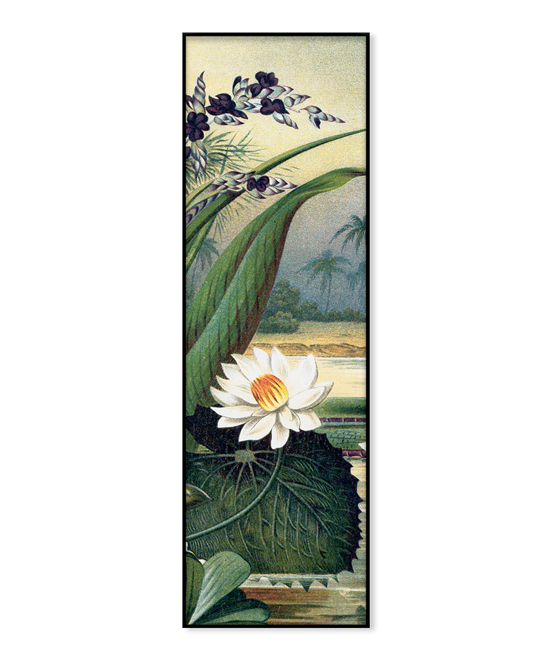 Water Lily Slim