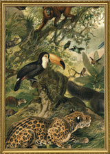 Neotropical Fauna Left side