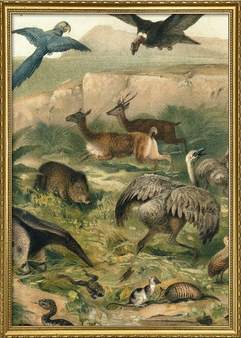 Neotropical Fauna Right side