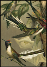 Hummingbirds Close-up