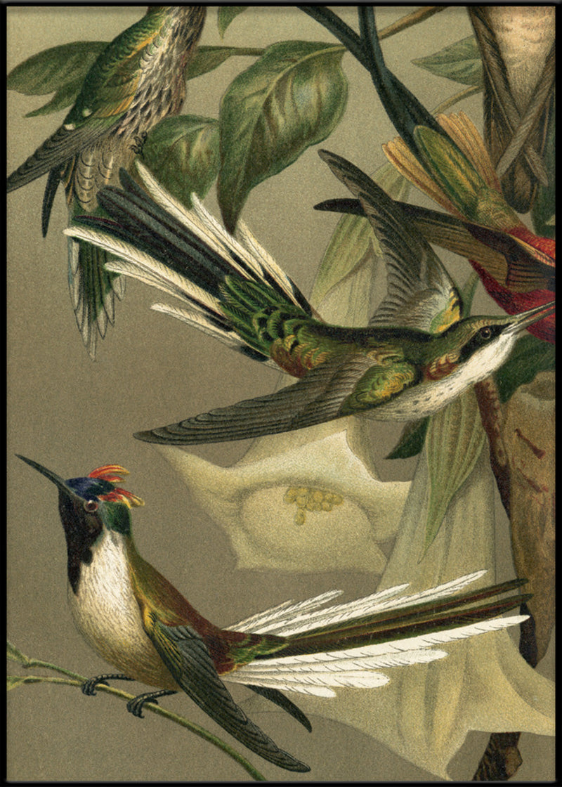 Hummingbirds Close-up