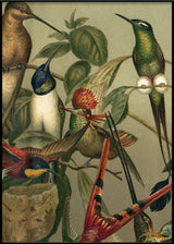 Hummingbirds Close-up